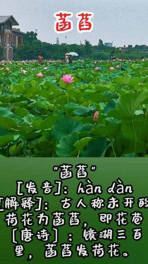 菡_菡萏怎么读