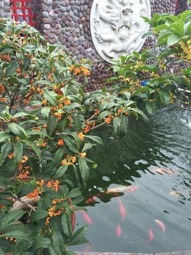 有钱能化这个愁，冷霜无声湿桂花是什么生肖，精选作答落实
