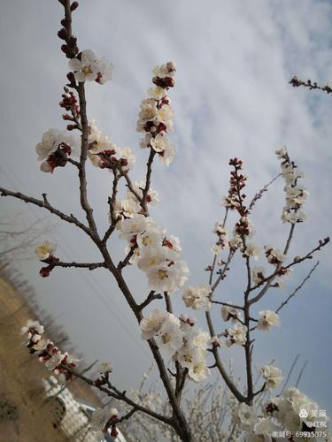【梅花杏花】绽放中的生肖之谜，揭秘一种与玉堂有关的奇特生肖