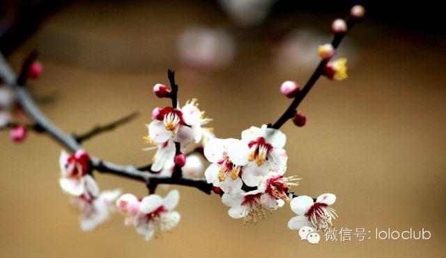 【梅花杏花】绽放中的生肖之谜，揭秘一种与玉堂有关的奇特生肖
