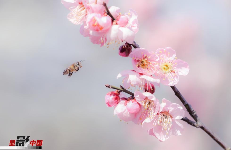 2023年属什么生肖？务必知梅花杏花照玉堂！
