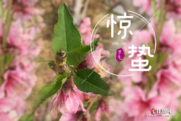 以惊蜇为中心，探寻蜇的独特魅力！
