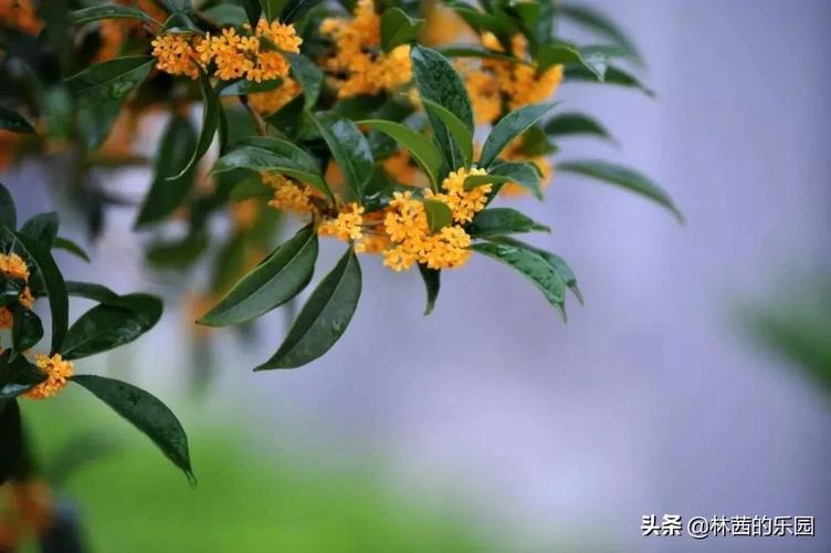 有钱能化这个愁，冷霞无声湿桂花是什么生肖，精选诗词落实