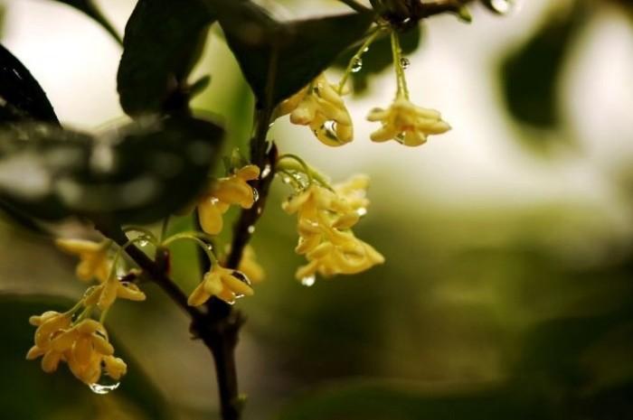 有钱能化这个愁，冷霞无声湿桂花是什么生肖，精选诗词落实