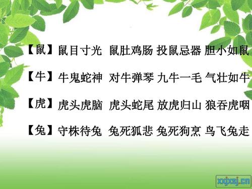 大小猫是指什么生肖，成语解释落实