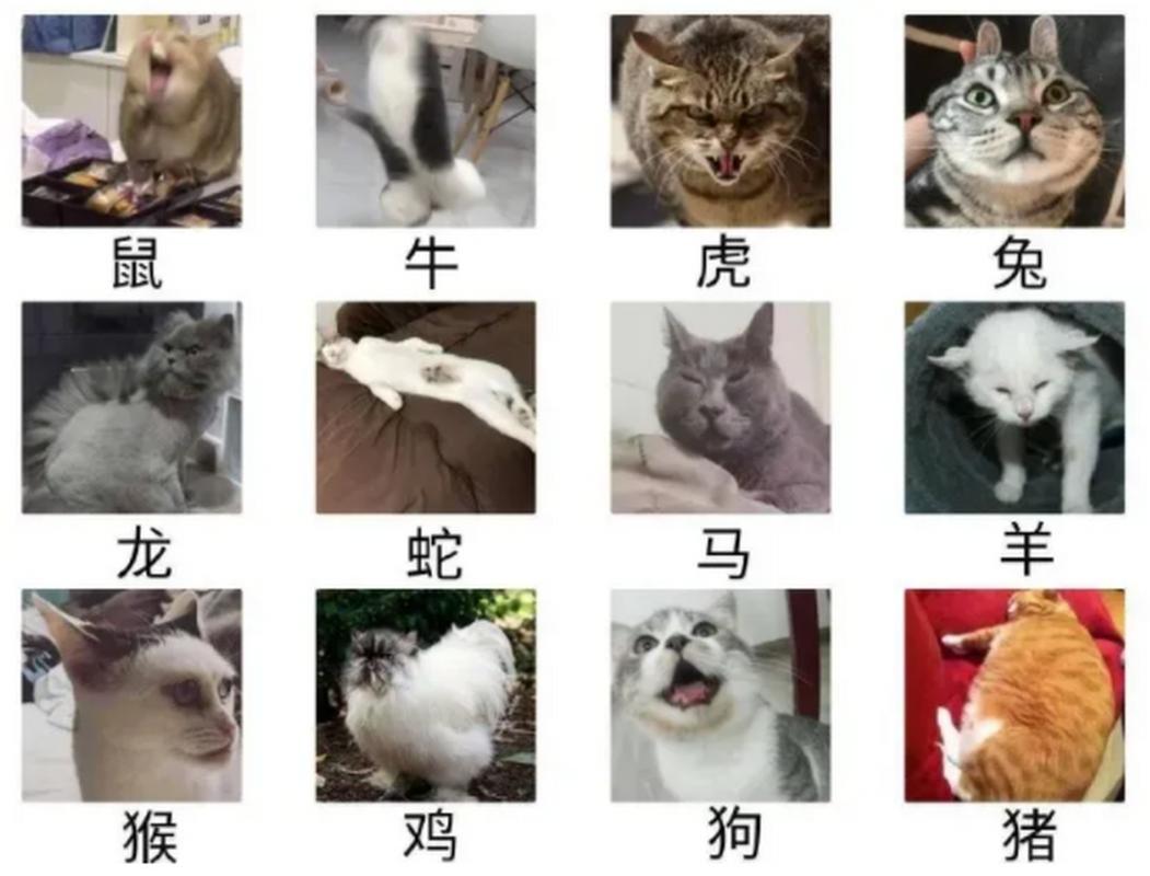 大小猫是什么生肖，词语解释落实