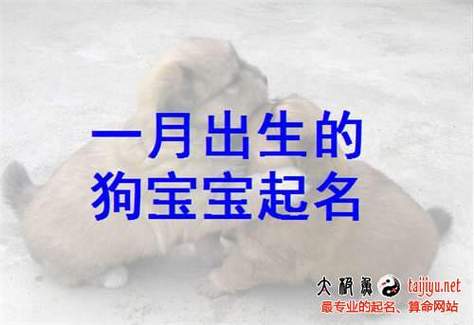 属狗的宝宝取名字宜用_属狗的宝宝取名字宜用哪个字