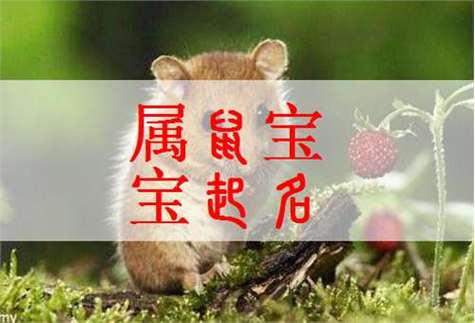 女鼠宝宝取名大全_鼠宝宝取名大全2020款男孩免费