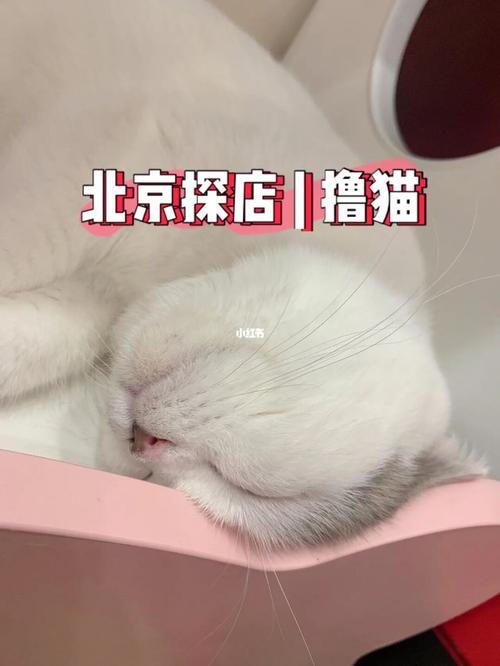 猫店名_猫店名字 有创意