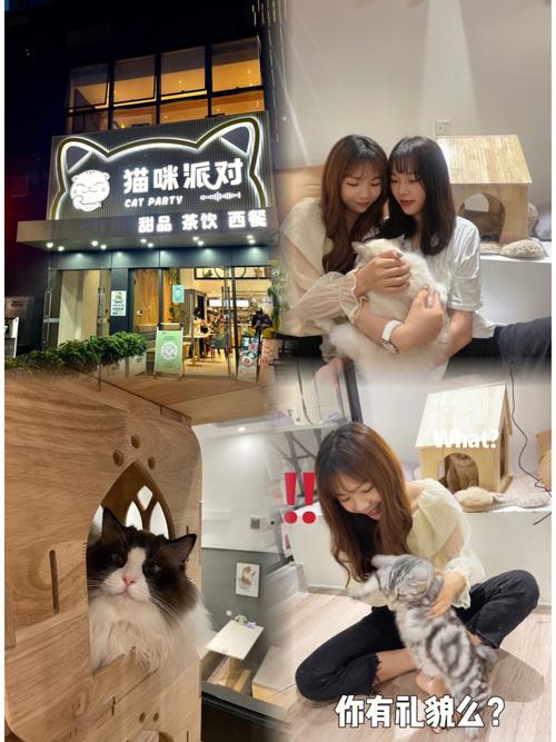 猫店名_猫店名字 有创意