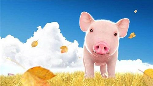 2019年5月份猪宝宝取名讲究_2019年5月份猪宝宝取名讲究是什么