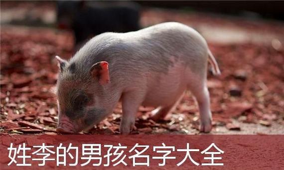 猪宝宝取名字字能用吗_猪宝宝取名忌用字