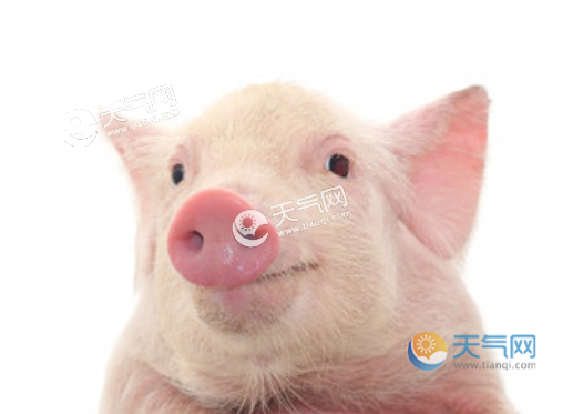农历2月生的猪宝宝取名_农历2月生的猪宝宝取名字