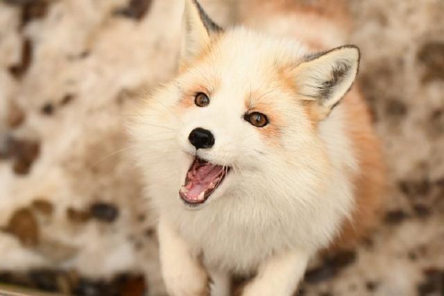 宠物狐狸_宠物狐狸可以养吗?违法吗