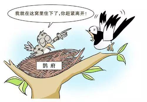 鸠占鹊巢的意思_鸠占鹊巢的意思及成语解释