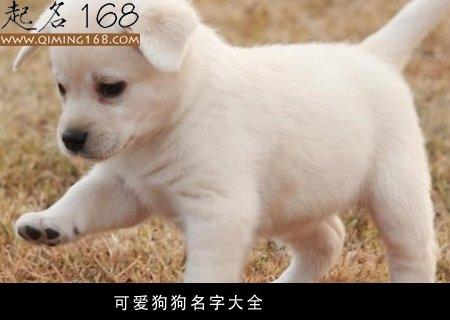 武汉市狗氐狗姓宝宝取名大全_武汉的狗