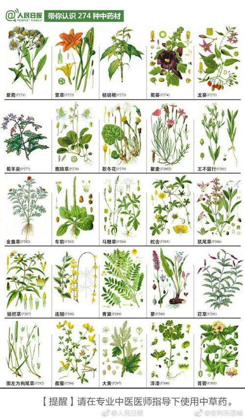 中草药的名称_找出那些中草药的名称