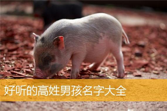 高姓猪男宝宝取名大全_高姓猪男宝宝取名大全集