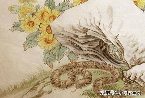 深藏不露打一生肖_深藏不露打一生肖是什么肖