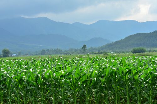 给田园风景起名字大全（给田园起个名字）