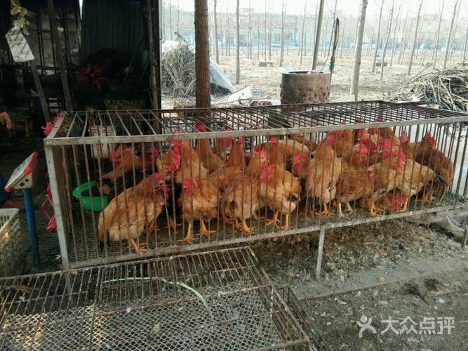 卖活鸡的店铺起名大全（取个卖活鸡店名字）