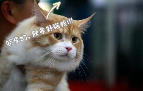 帮猫咪起名字大全（猫咪起名字大全招财）