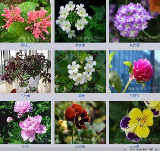 给花的画起名字大全（给花的画起名字大全四个字）