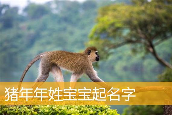 猴女宝宝起名字（猴宝宝女孩取名宜用字）