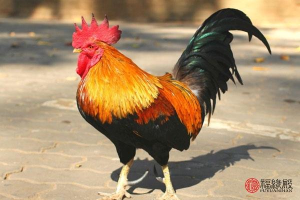 属相鸡公司起名字（属鸡的公司名）