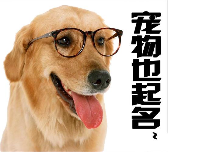 女孩取名宠物店铺起名大全（女孩取名宠物店铺起名大全两个字）