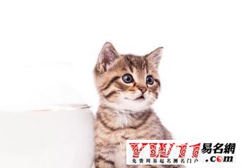 起名字大全招财（猫咪起名字大全招财）