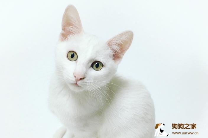 白猫粤语起名字大全（猫白话怎么说）