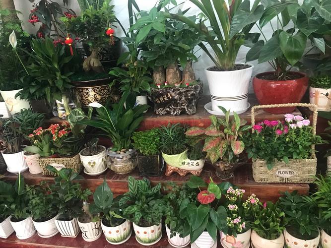 室内绿植店铺起名字大全（适合绿植的店名）