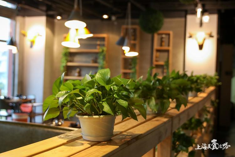 室内绿植店铺起名字大全（适合绿植的店名）