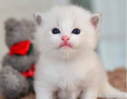 仙女猫咪起名字大全（仙女猫咪起名字大全两个字）