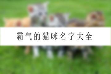 动物起名高冷女生名字大全（动物昵称女生简短好听）