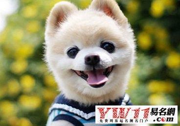 狗狗起名霸气的名字大全（狗狗起名字霸气点）