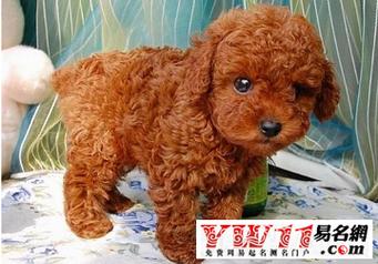 小泰迪宝宝起名字（小泰迪取个什么名字比较好呢?）