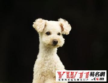 宠物店铺起名字大全可爱女（宠物店铺起名字大全可爱女生）