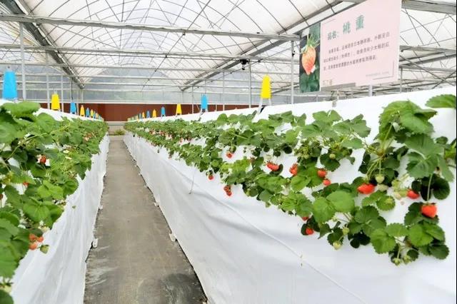 农业园起名字公司怎么起（农业种植园起名字）