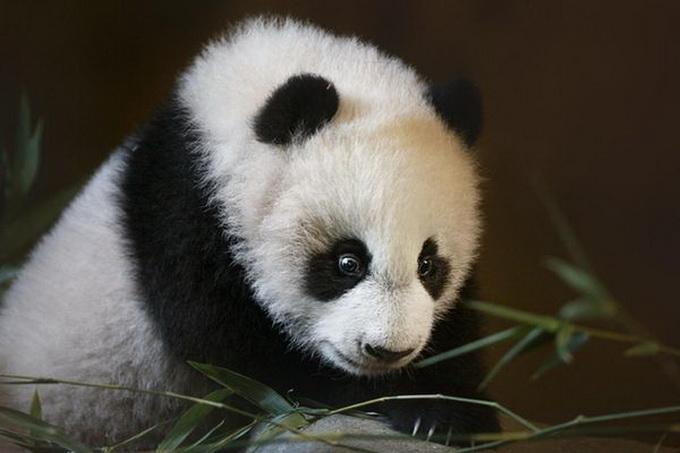 宠物起名熊猫名字大全（熊猫宠物名字可爱洋气）