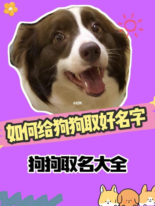 宝宝给宠物起名字（给宠物起名字起什么好听）