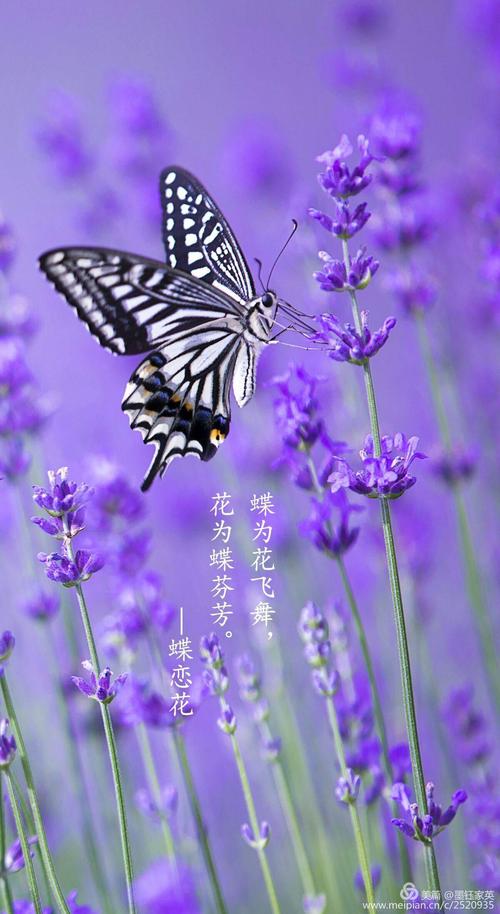 蝶恋花宝宝起名字（蝶恋花寓意好吗）