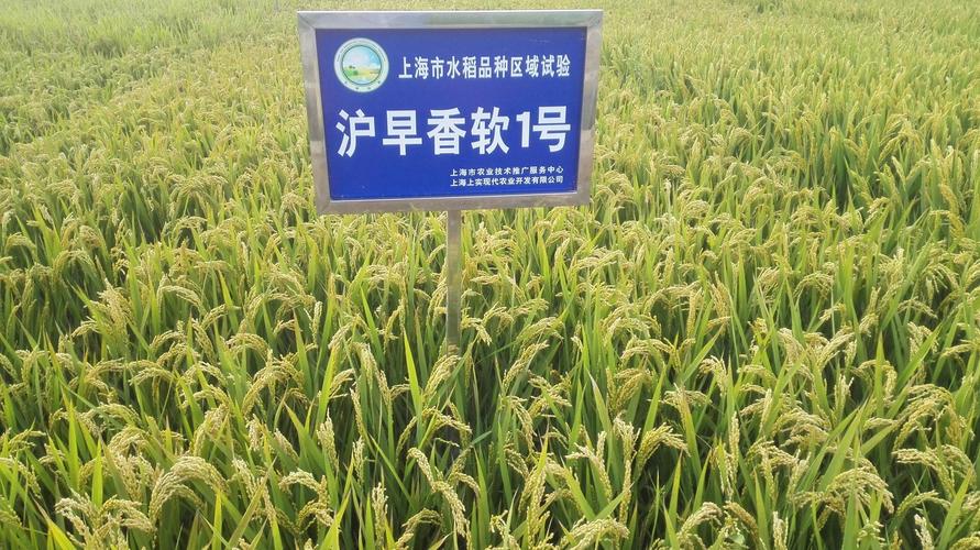 水稻品种名字起名字大全（水稻名称大全）
