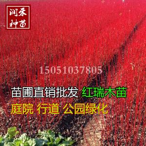 淘宝绿化苗店铺起名大全（绿化苗木公司起名大全）
