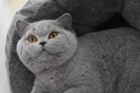 猫起名可爱灰色名字大全（猫起名可爱灰色名字大全四个字）