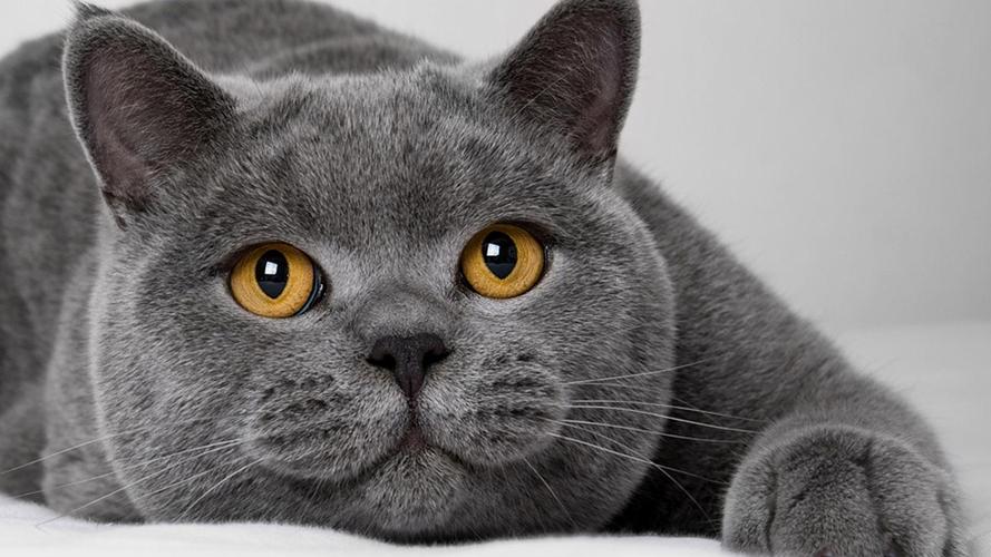猫起名可爱灰色名字大全（猫起名可爱灰色名字大全四个字）