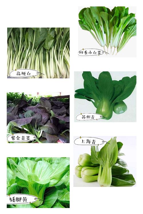 特色蔬菜起名字大全（个性蔬菜取名）