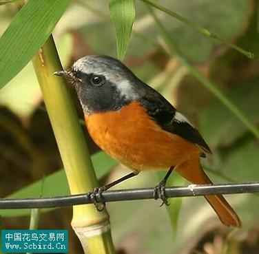 起名字大全鸟（鸟名取名）
