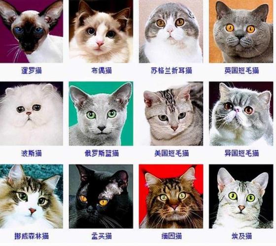 给他猫咪起名字大全（给你猫咪起名字）
